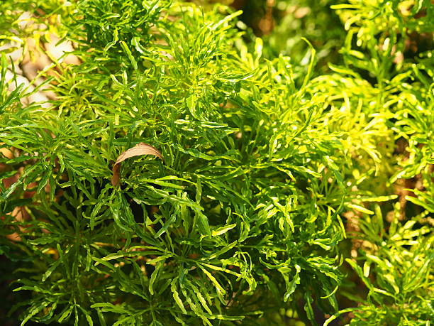 istock Green bush in the garden view from top 506445326