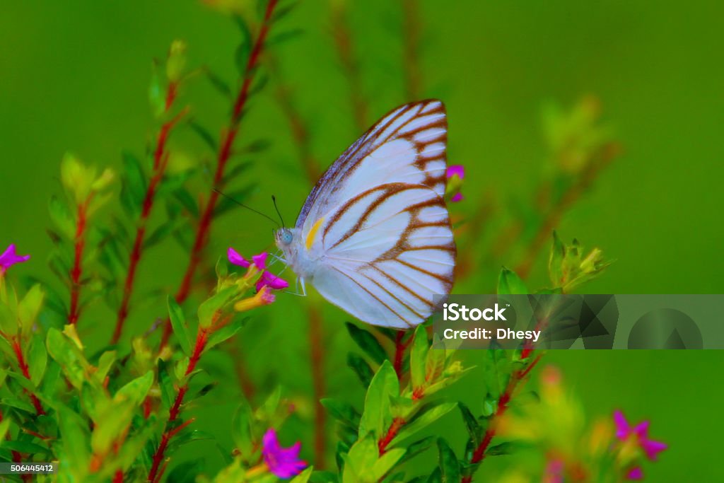 White Butterfly Beautiful White Butterfly Beauty Stock Photo