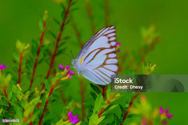 White Butterfly Stock Photo - Download Image Now - Beauty, Beauty In Nature, Butterfly - Insect