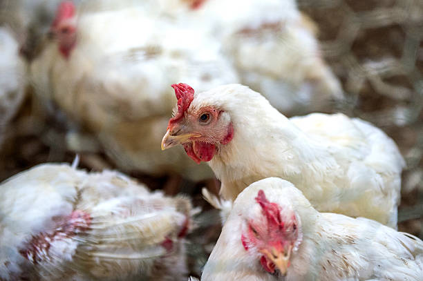 istock Sick chicken or Sad chicken in farm,Epidemic, bird flu. 506446196