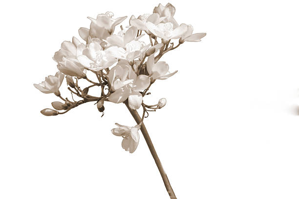 wildflowers  sepia.