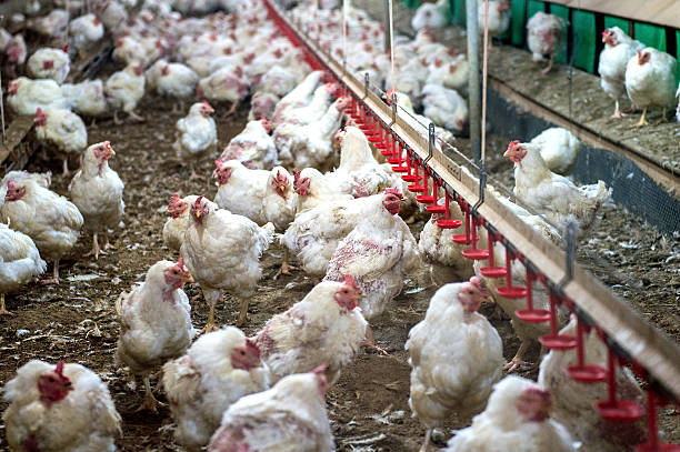 istock Sick chicken or Sad chicken in farm,Epidemic, bird flu. 506446222