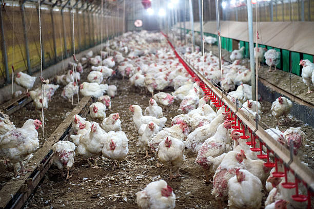 istock Sick chicken or Sad chicken in farm,Epidemic, bird flu. 506446252