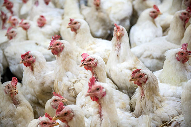 istock Sick chicken or Sad chicken in farm,Epidemic, bird flu. 506446272