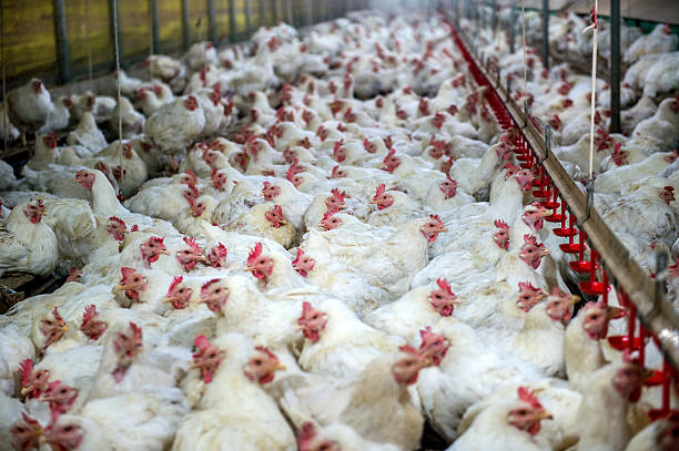 Sick chicken or Sad chicken in farm,Epidemic, bird flu.