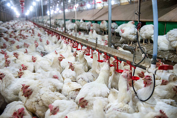 istock Sick chicken or Sad chicken in farm,Epidemic, bird flu. 506446474