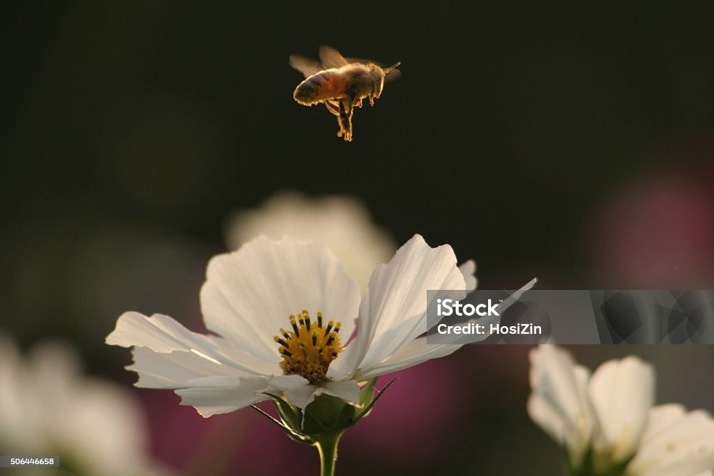 Honeybee and cosmos Part 1 November 04, 2008 Tsurumi Ryokuchi Park. Bee Stock Photo