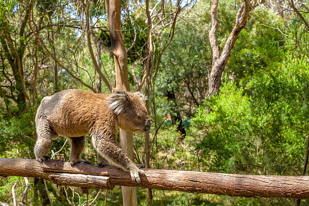 Male Koala Victoria Australia