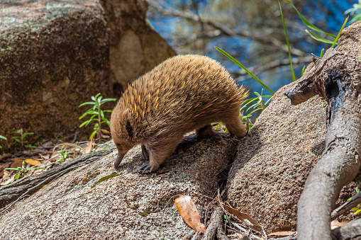 Echidna, Tachyglossus species. It 'a mammal, the Order of Monotreme. Bruny Island in South Bruny National Park, Tasmania, Australia. 