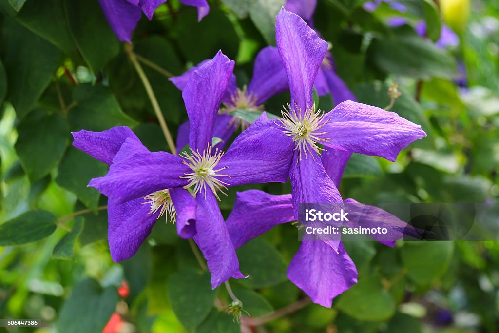 Clematis viticella vernis (esprit) purple fleurs dans le jardin - Photo de Clématite libre de droits
