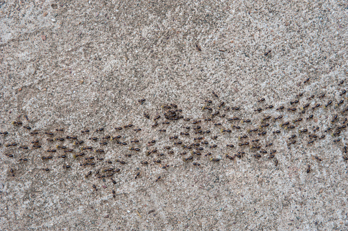 A lot of ants traveling in a row on the cement