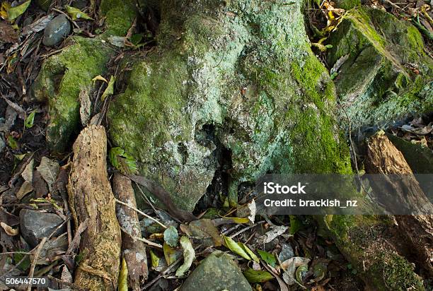 Moss Covered Tree Trunk Stock Photo - Download Image Now - Backgrounds, Brown, Bush