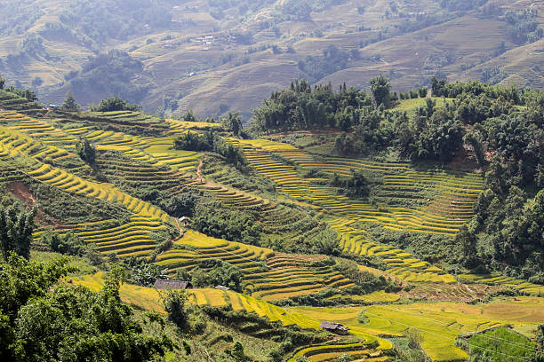 istock Rice fields on terraced of Sapa, Vietnam 506447894