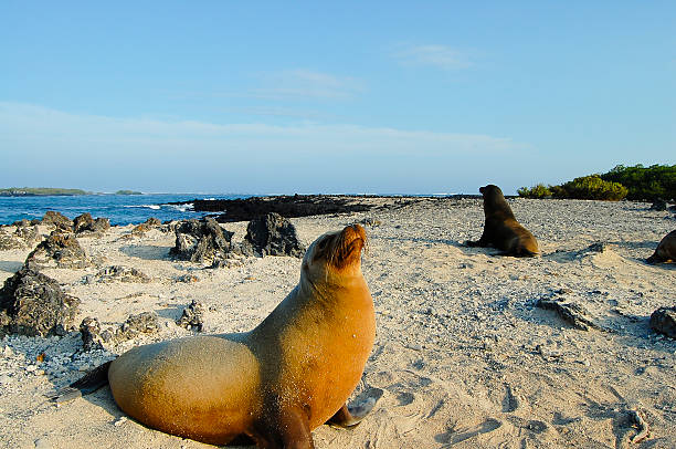 istock Sea Lion - Galapagos 506447974