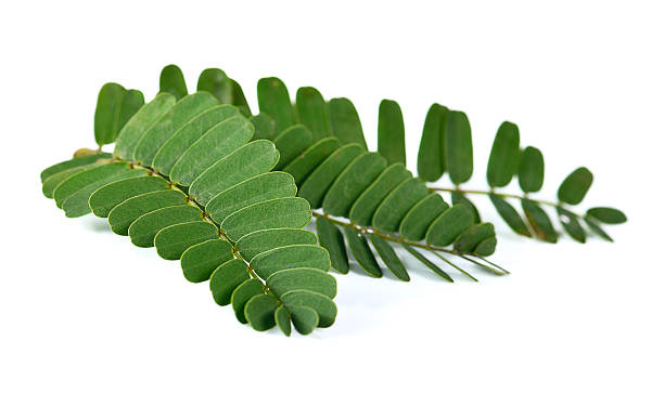 istock Tamarind leaf isolated on white background 506448550