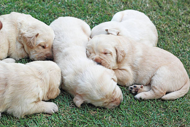 istock sleeping labrador puppies on green grass - three weeks old. 506466023
