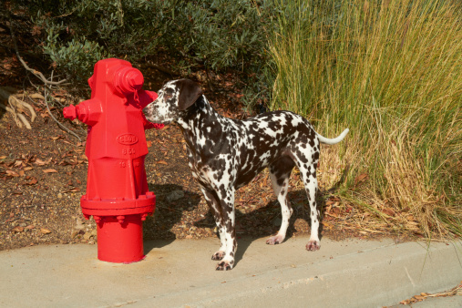 Dalmatian standing next to a fire hydrant.