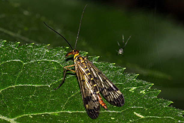 Panorpa Communis a Panorpa Communis on a leaf with a little spider on the background on his spider web prowling stock pictures, royalty-free photos & images