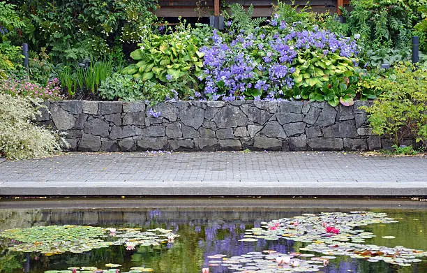 Summer garden patio pond with clematis and hosta plants