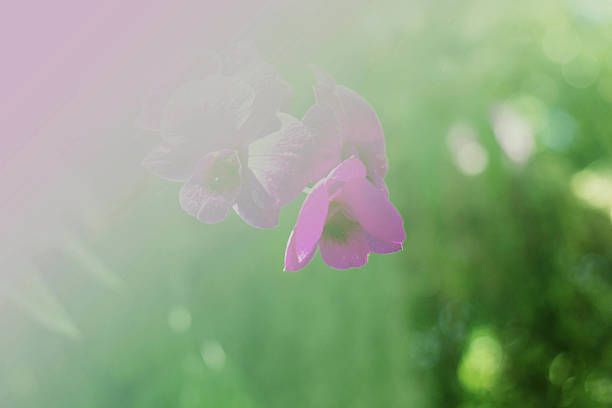 istock Orchid purple to light 506467876