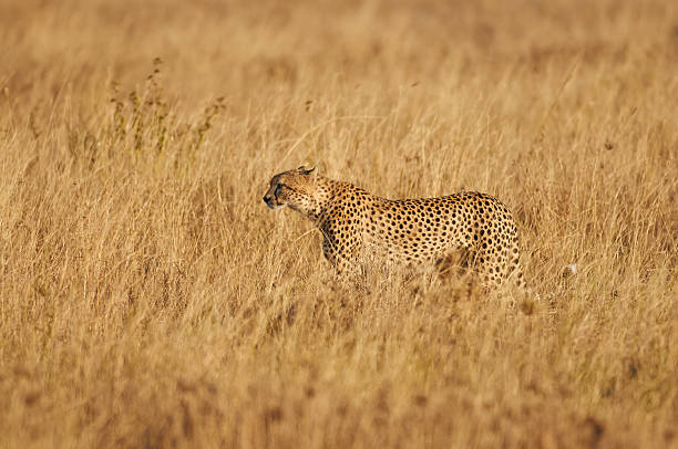 istock Cheetah in the savanna 506467977
