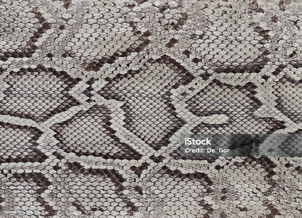 Python Skin Stock Photo - Download Image Now - Snakeskin, Python ...