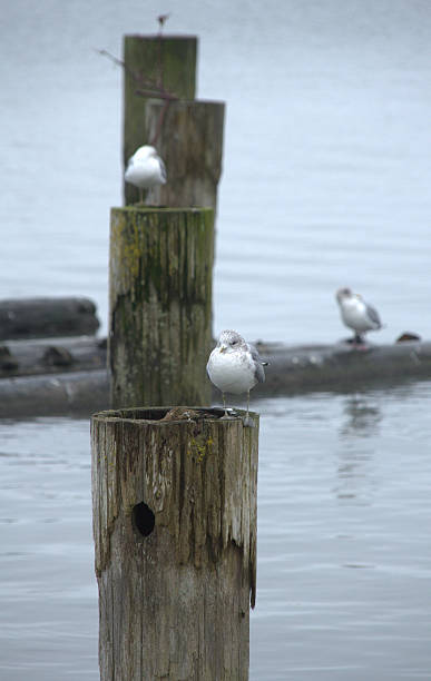 istock Seagull on the driftwood, 506468136