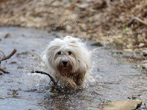 Dog shaking his wet hair.