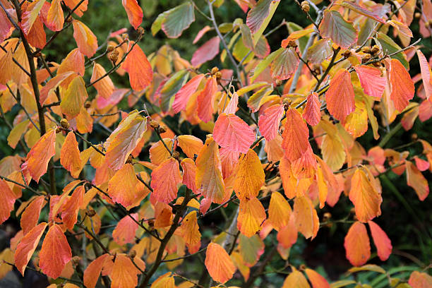 istock Colorful autumn leaves 506468414