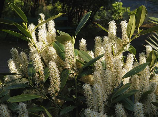 istock Cherry Laurel bush with white flowers at spring 506468431