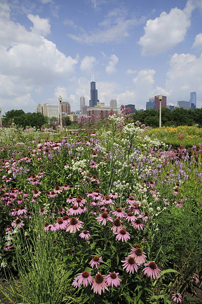 istock Chicago Illinois skyline with Sears tower and flowers 506468485