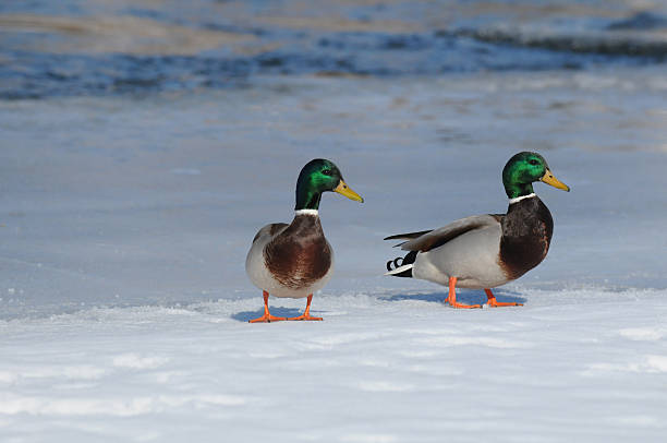 istock Wild duck male (Anas platyrhynchos) 506468829