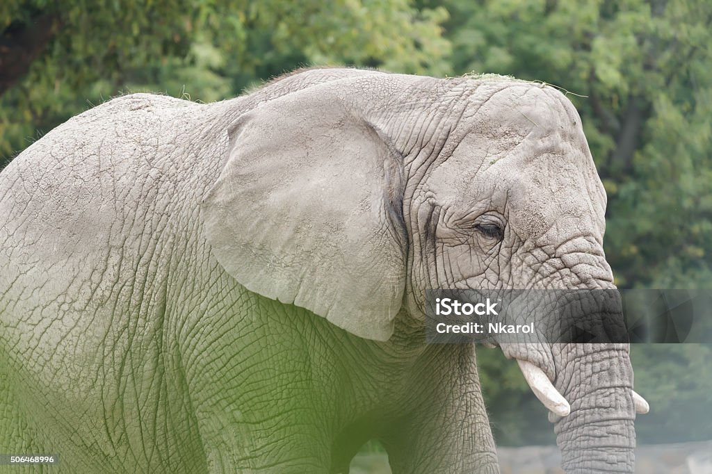 African Elephant Is The Largest Land Animal In The World Stock Photo -  Download Image Now - iStock