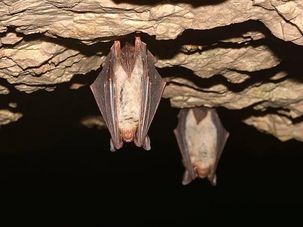 Greater mouse-eared bat Greater mouse-eared bat ( Myotis myotis) mouse eared bat photos stock pictures, royalty-free photos & images