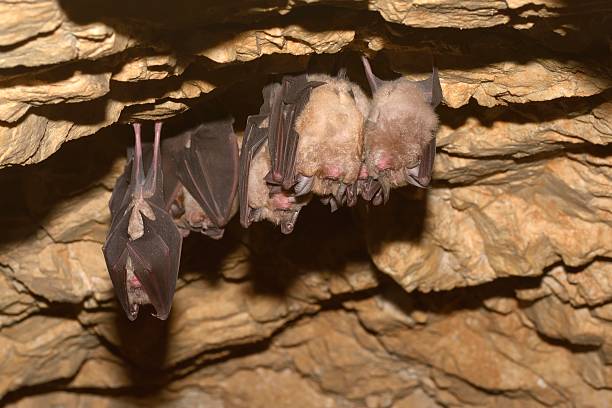 istock Groups of sleeping bats in cave 506469208