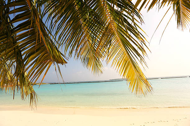 istock Trees in Maldives near sunny beach sand 506469437