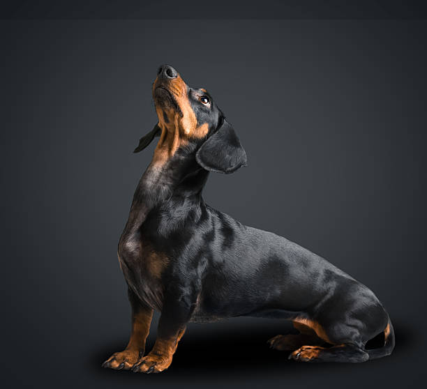 istock Dachshund dog looks up 506469985