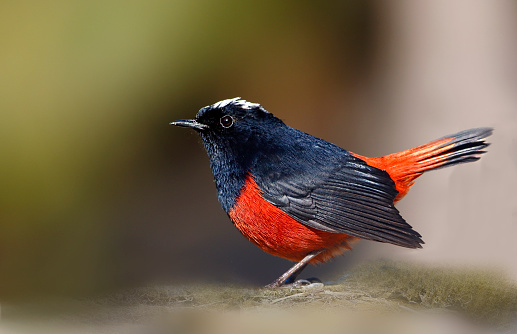 beautiful White-capped Water Redstart (Chaimarrornis leucocephalus) in The forest
