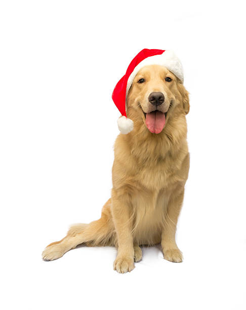 クリスマスギフト - golden retriever retriever dog smiling ストックフォトと画像