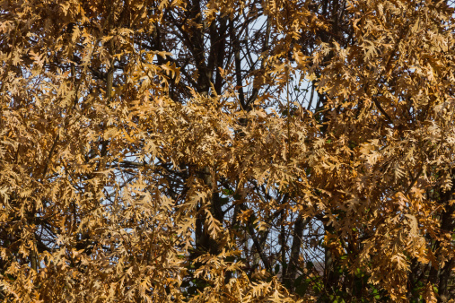 Oak ocher leaves in winter - Dried oak leaves of ochre color in winter