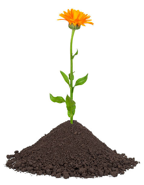 istock Calendula growing in a pile of soil 506470630