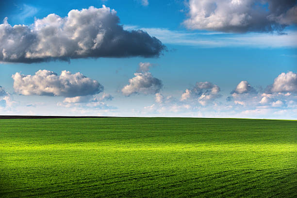 istock Wheat field against blue sky with white clouds 506471374