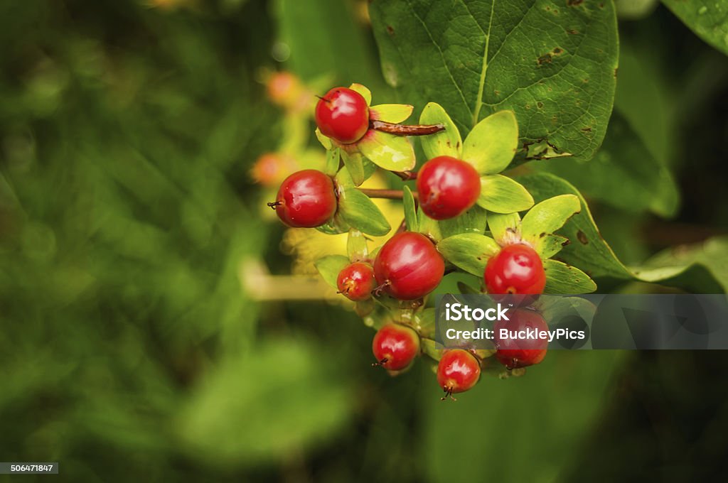 St. John's wart plant, in seed St. John's wart plant, in seed with red berries. Alternative Medicine Stock Photo