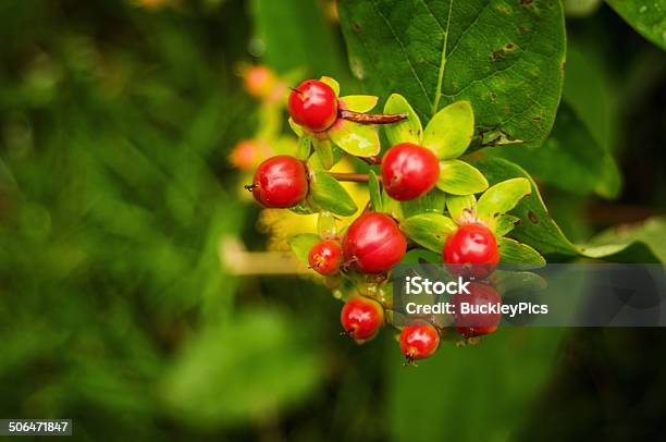 St Johns Wart Plant In Seed Stock Photo - Download Image Now - Alternative Medicine, Berry, Berry Fruit