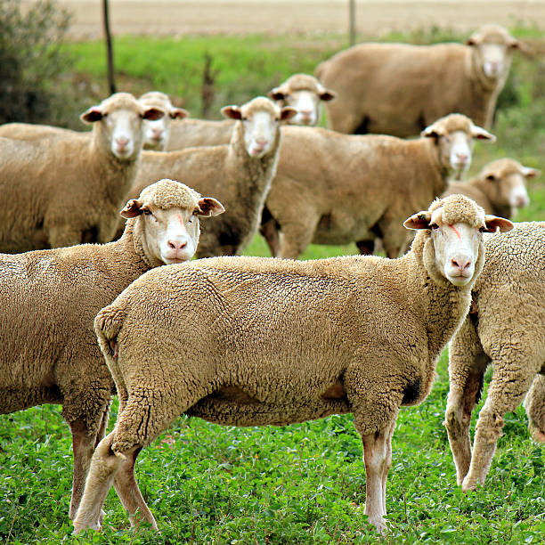 istock Sheep on the Cape Farmlands 506472102
