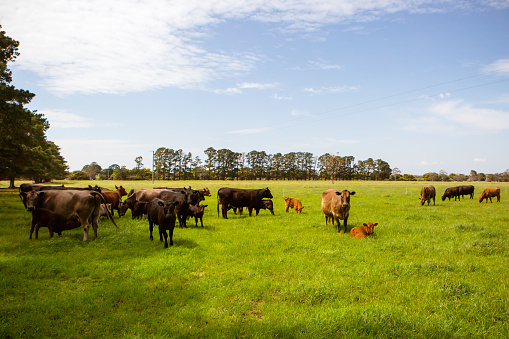 A herd of cows in a lush green paddock near Clarkefield in Victoria, Australia