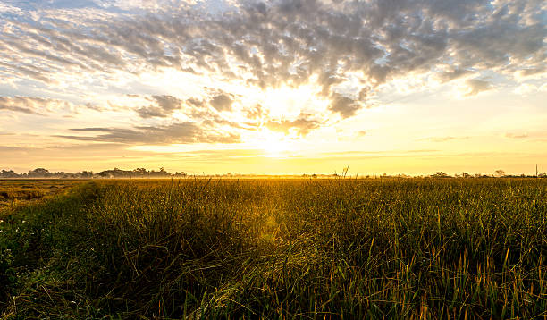 istock Chiang Rai, Rice field Thailand, Nov 2015 506472226