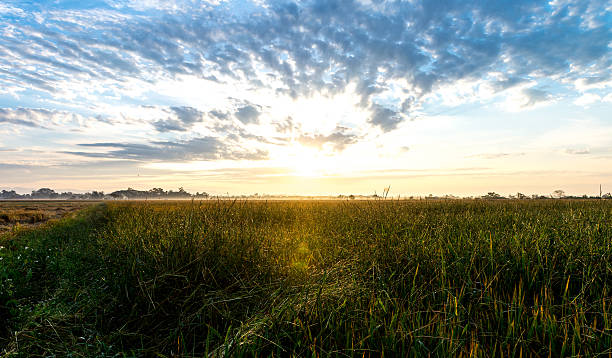 istock Chiang Rai, Rice field Thailand, Nov 2015 506472278