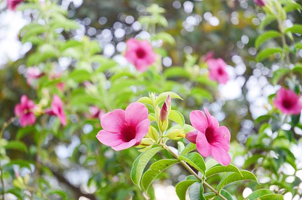 istock Pink Allamanda flower 506473394
