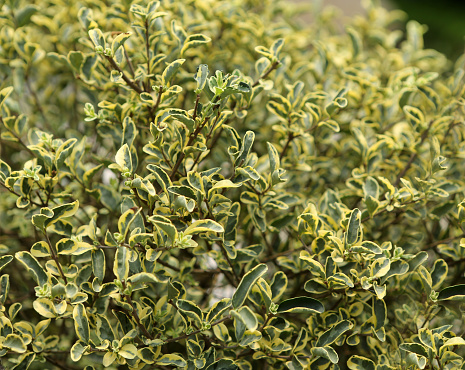 Ligustrum Sinense Variegatum 